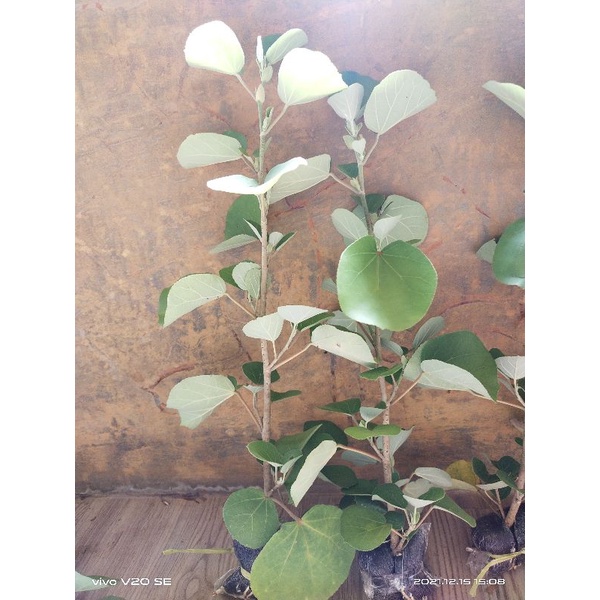 WARU JEPANG ORIGINAL BAHAN BONSAI TERLARIS