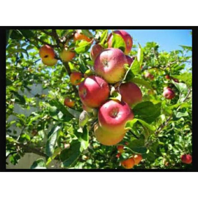 $Baru# Bibit Tanaman Buah Apel Ana Manalagi Malang Lapak Terbaik