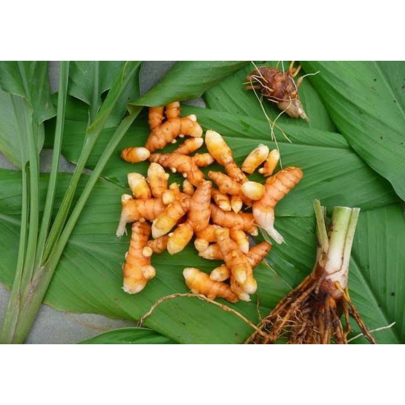 

KUNYIT HERBAL KUNYIT MURAH 1kg
