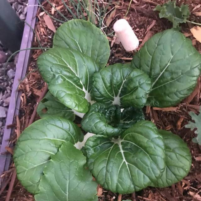 100 Biji - Benih Sawi PAK CHOY MINI, pak coy dwarf kecil