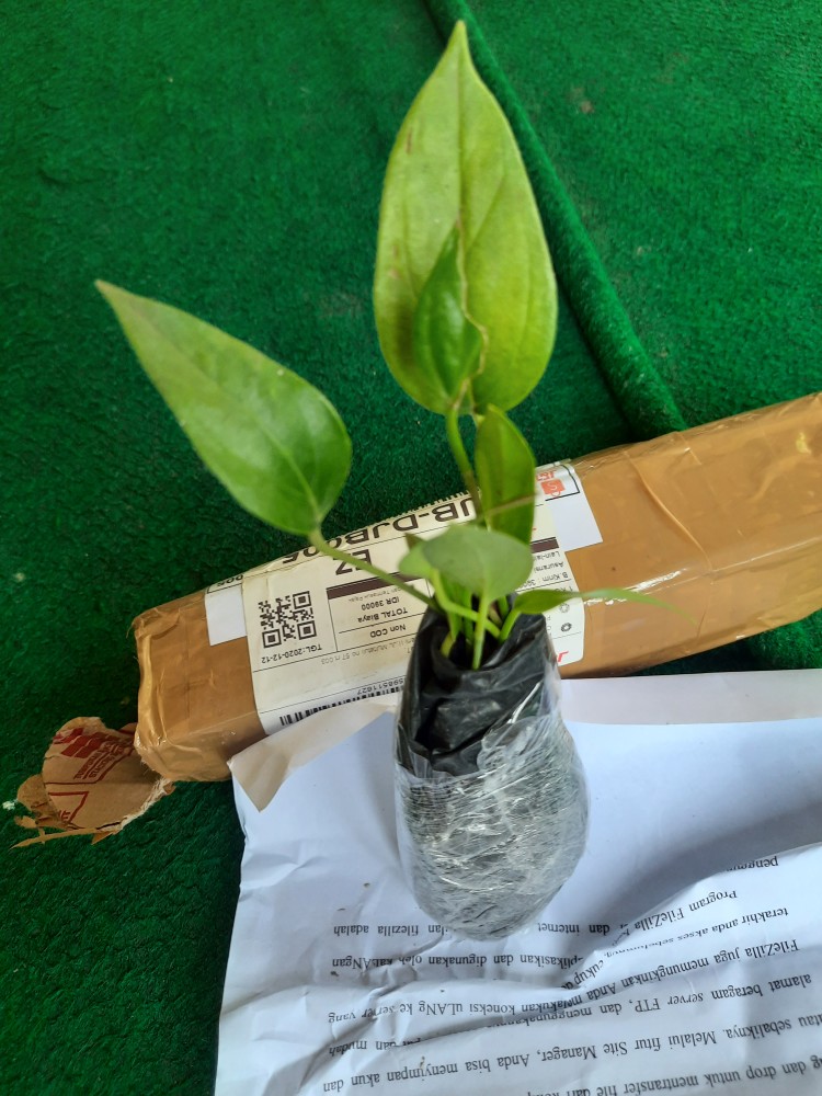 Tanaman Hias Bunga Anthurium  Lady Jane