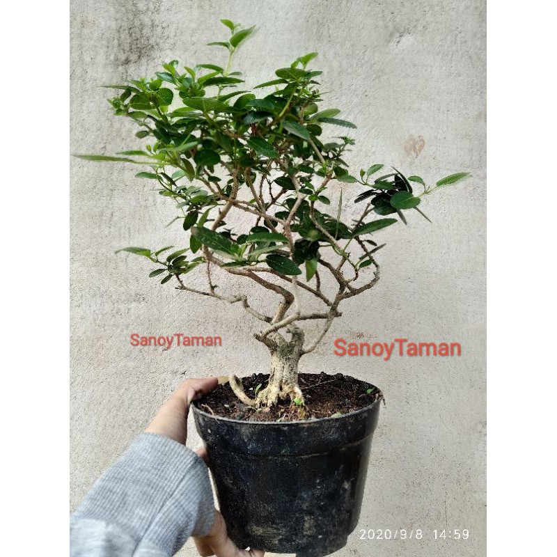 Tanaman hias Bonsai Sancang - Bonsai Sancang sedang tanaman hias