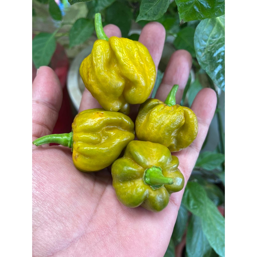 Benih Bibit Biji - Cabai 7 Pot Gigante Mustard Cabe Pepper Seeds