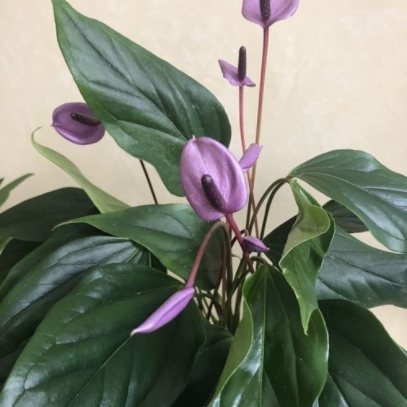 Tanaman Anthurium Mini Ungu ( Mini Purple Anthurium)