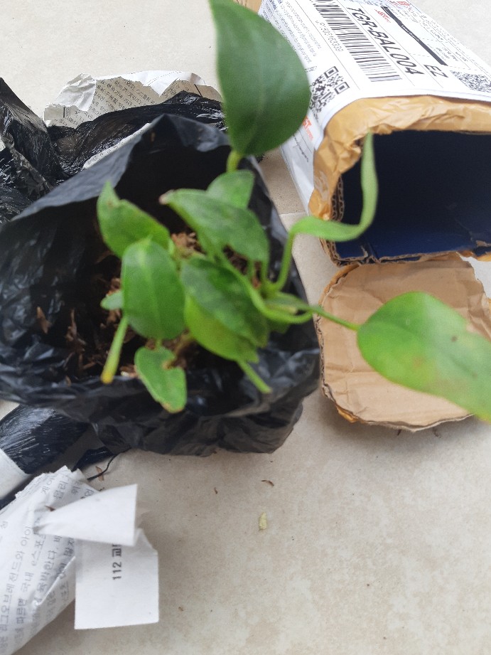 Tanaman Hias Bunga Anthurium  Lady Jane