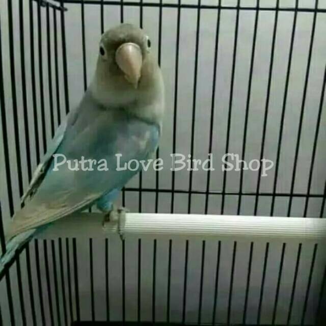 

Love Bird Pasbir Dewasa Siap Ternak