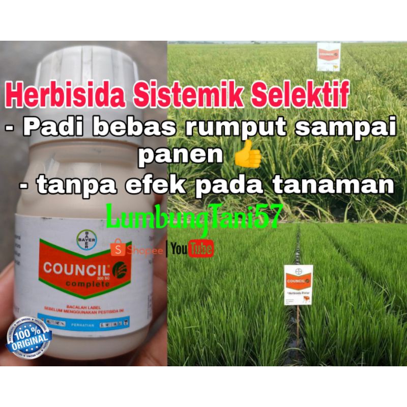 Herbisida ampuh COUNCIL, obat rumput sistemik selektif padi