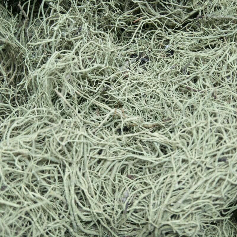 RUMPUT KAYU ANGIN ATAU USNEA SP 250GRAM