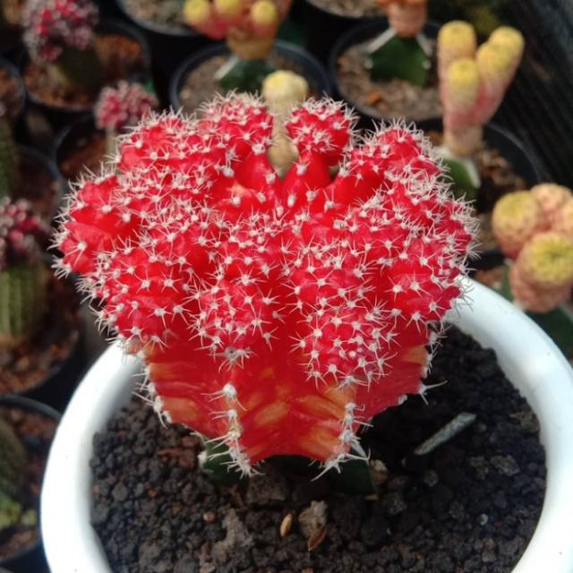 Kaktus Gymno Red Notocactus
