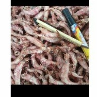 

Sotong jarum kering 250 gr