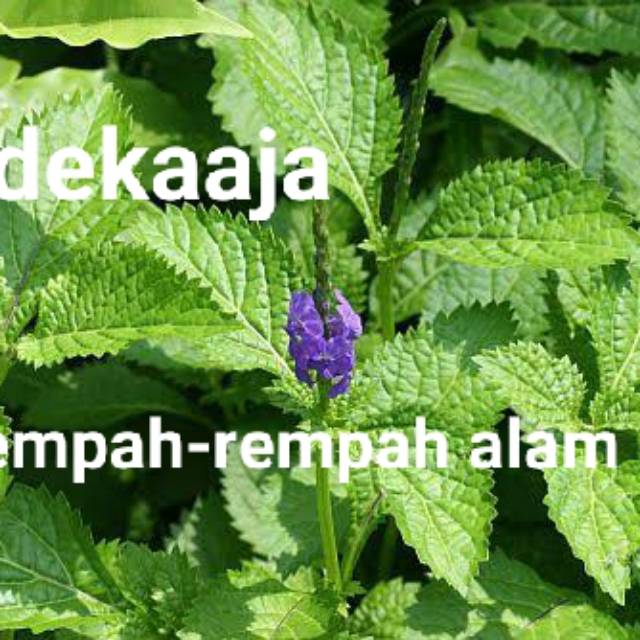 

DAUN PECUTKUDA ATAU JARONG SEGAR