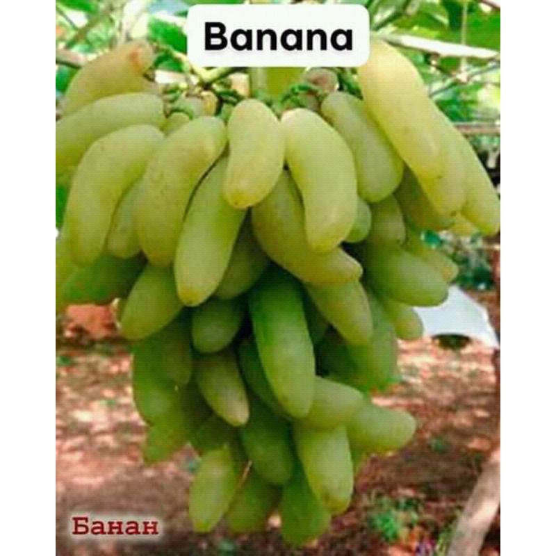 bibit anggur BANANA