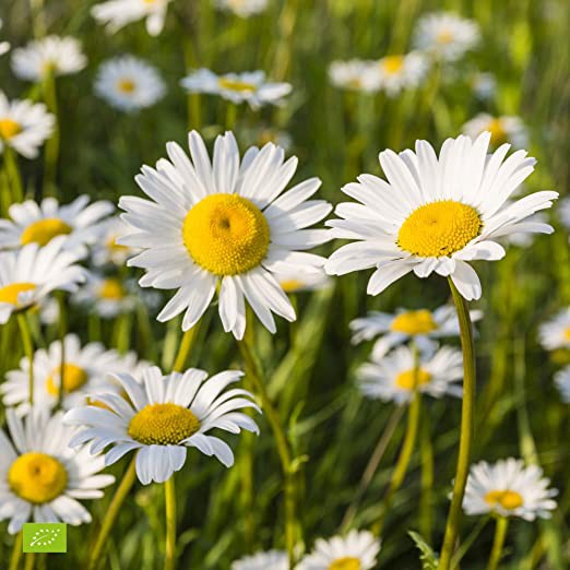 Benih Bibit Biji - Bunga Chrysanthemum Ox Eye Daisy Flower Krisan Wildflower Seeds - IMPORT