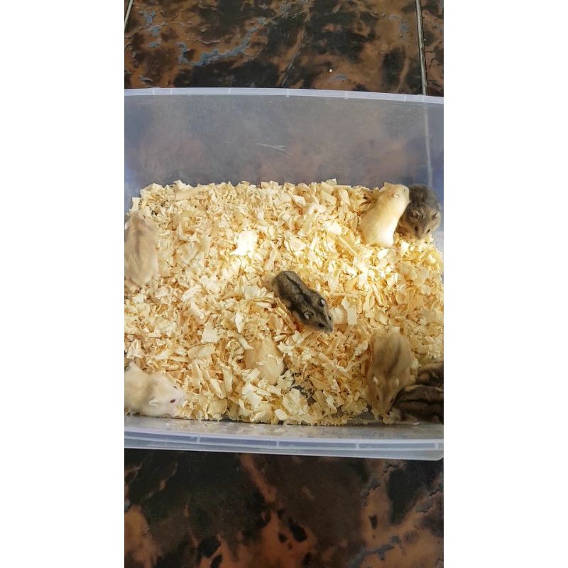 Hamster Winter White WW Tiger Pearl Golden Argente