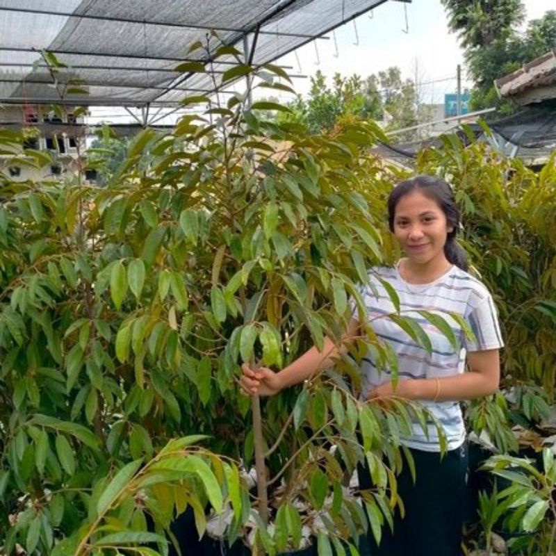 Bibit durian musang king/durian bawor kaki 3 tinggi 180 cm batang besar