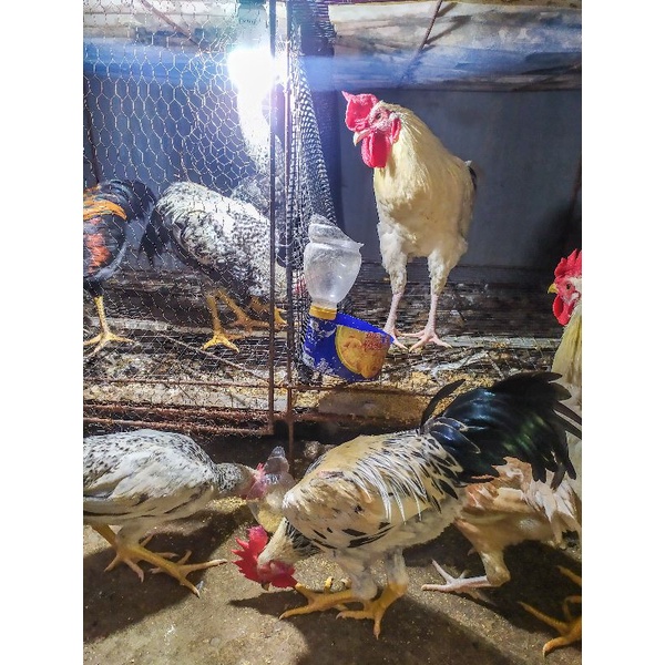 

Ayam Kampung Hidup Perekor 0.5kg-2kg