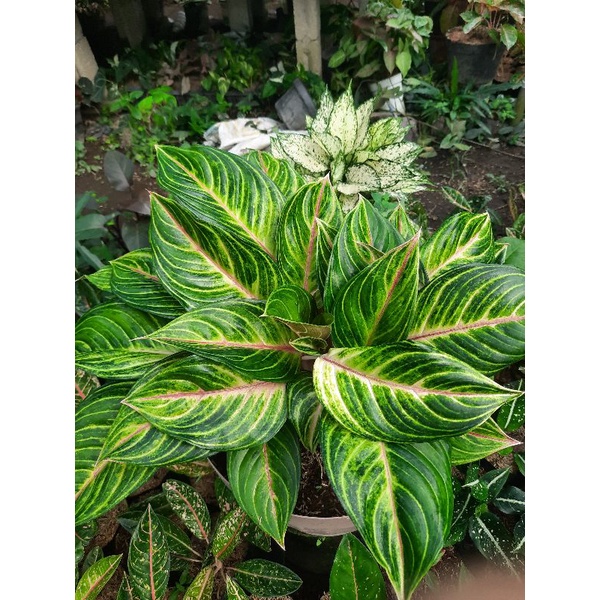 Tanaman Hias Aglonema Caribian/aglonema karibian cantik murah