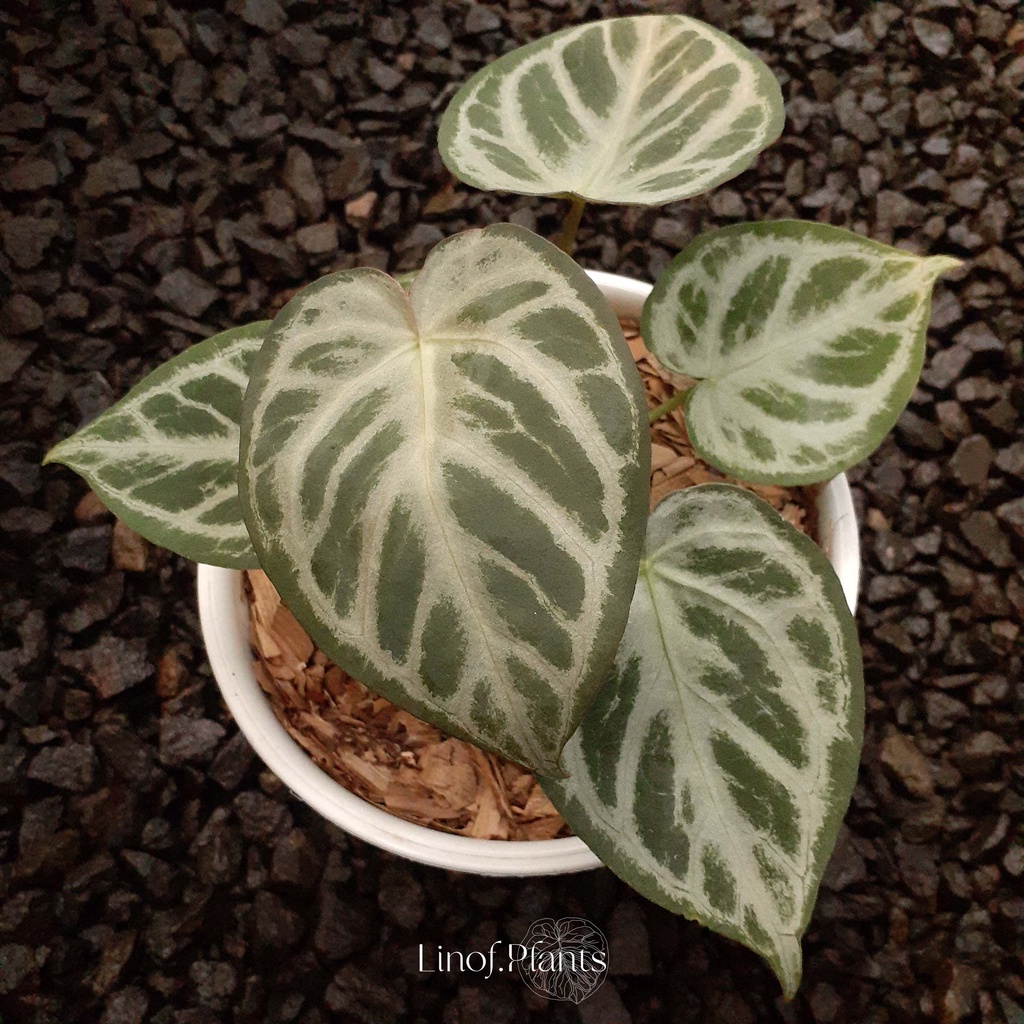 Tanaman Hias Baby Anthurium Silverblush X Forgetii not Dorayaki / Veitchii / Papillilaminum