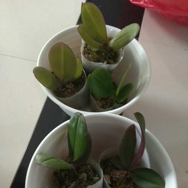 Anggrek Bulan Taiwan Remaja Paket 5pcs