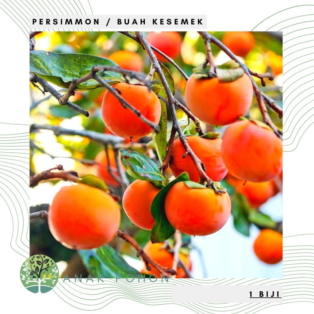 Benih Bibit Biji - Oriental Persimmon / Buah Kesemek (Diospyros kaki) Fruit Seeds - IMPORT