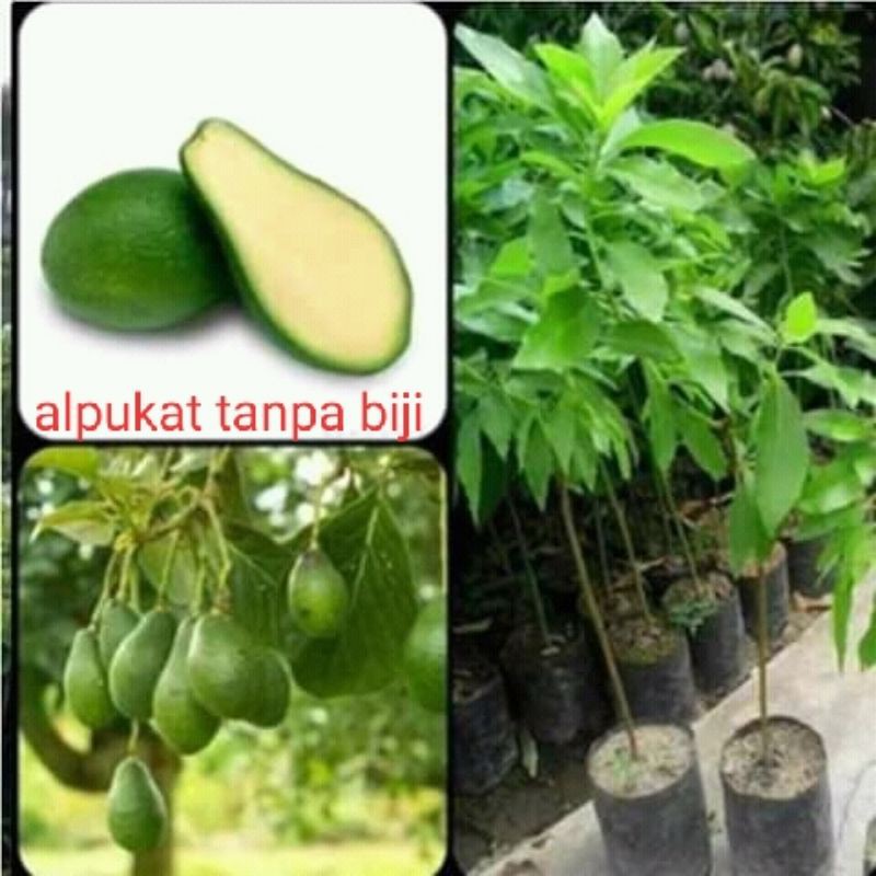 Bibit alpukat tanpa biji