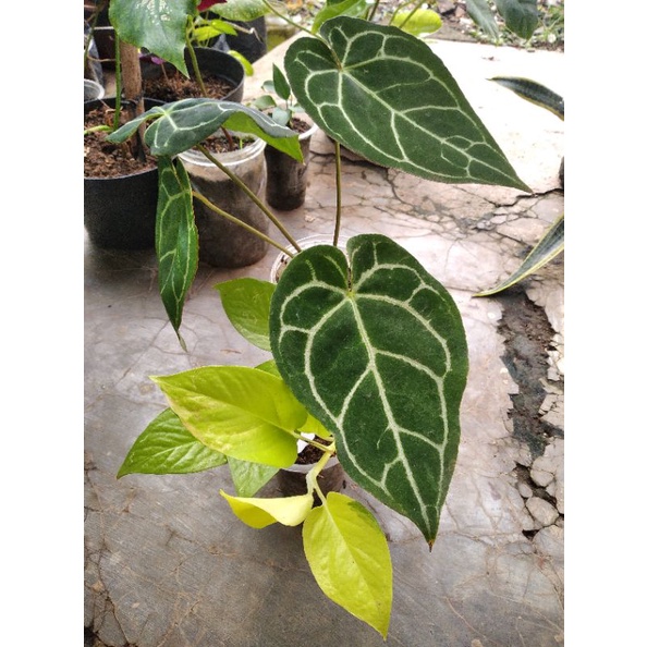 Anthurium Kuping Gajah + Sirih Lemon