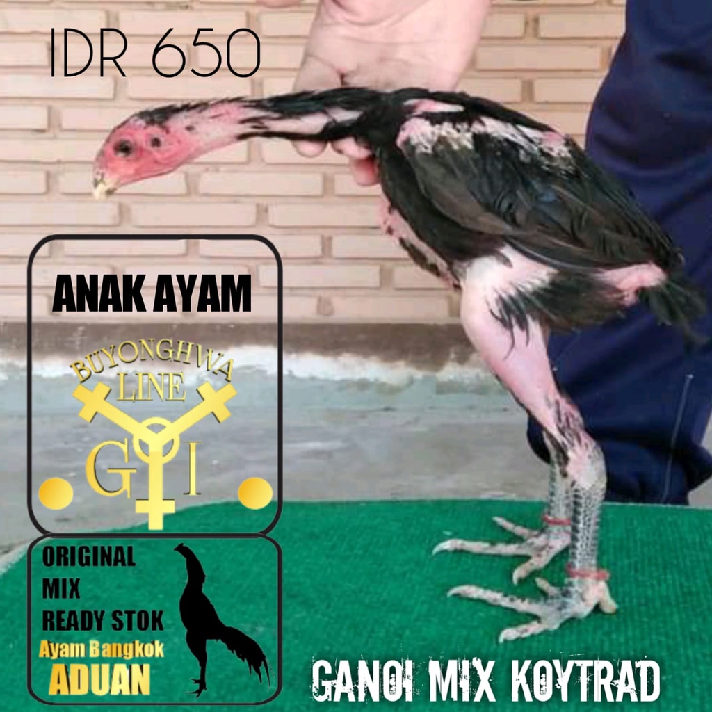 Anak Ayam Ganoi Mix Koytrad original usia 3 bulan