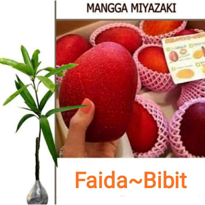 Bibit buah mangga MIYAZAKI okulasi