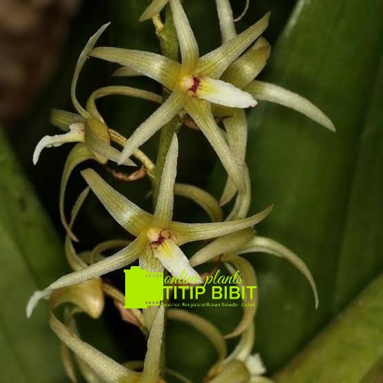 anggrek spesies dendrobium eria javanica