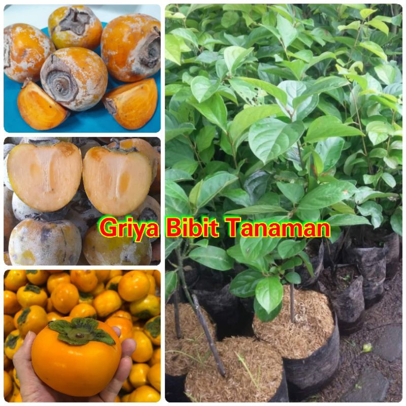 BIBIT KESEMEK BIBIT BUAH KESEMEK PERSIMMON Griya Bibit Tanaman