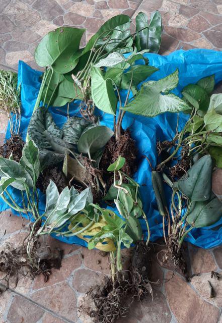 Tanaman Hias Srigading Koin-tanaman Gantung