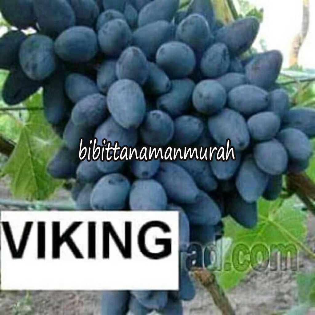 Bibit anggur impor viking