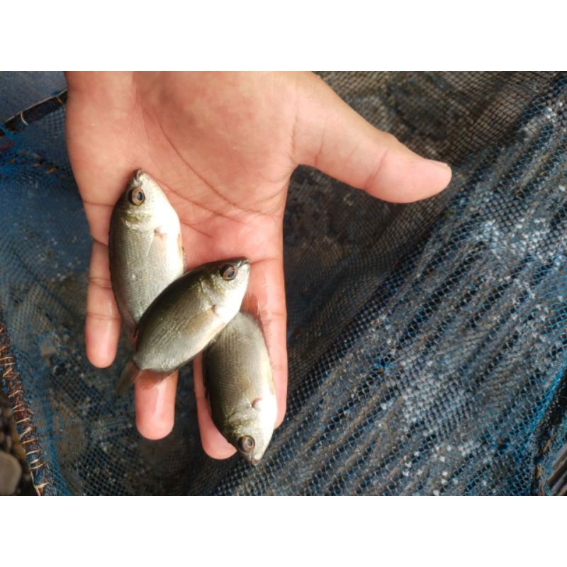 Bibit ikan tembakang Paket 50 ekor - ikan tembakang - ikan pembasmi jamur - bibit ikan