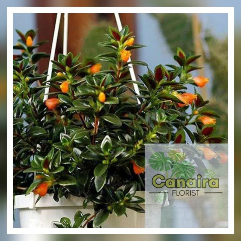 Bibit Tanaman Gantung Orange Lipstik (Lipstik Plant)