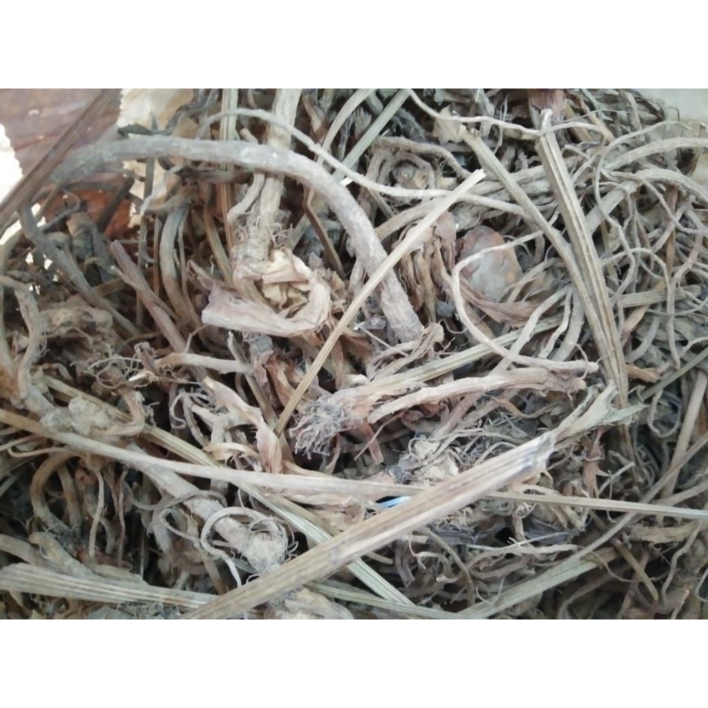 AKAR PURWOCENG KERING PURWOCENG KERING ASLI MURNI 100%
