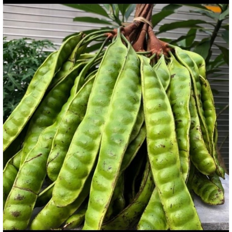 

pete - petai segar fresh