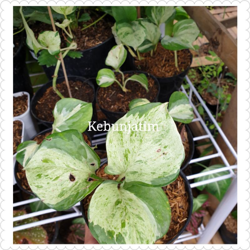 Tanaman hias rambat manjula photos