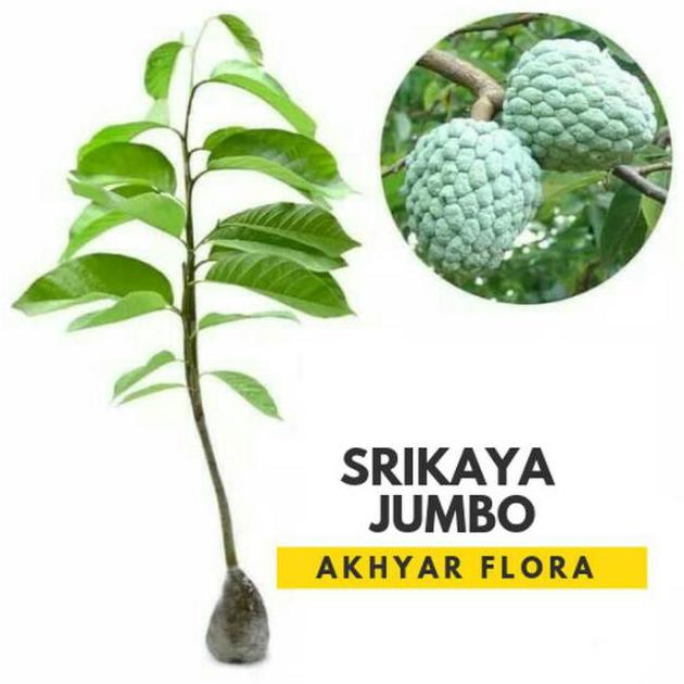 Bibit Srikaya Jumbo Tanaman Buah Srikaya Jumbo