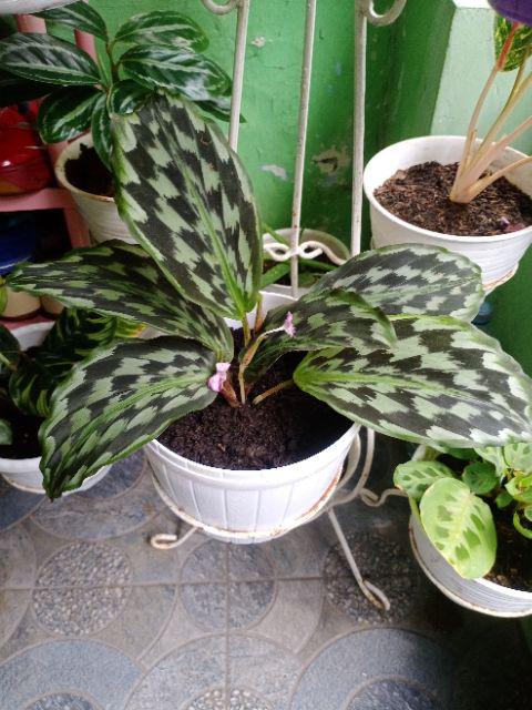 Tanaman Hias Calathea Merak/meranti Kencur