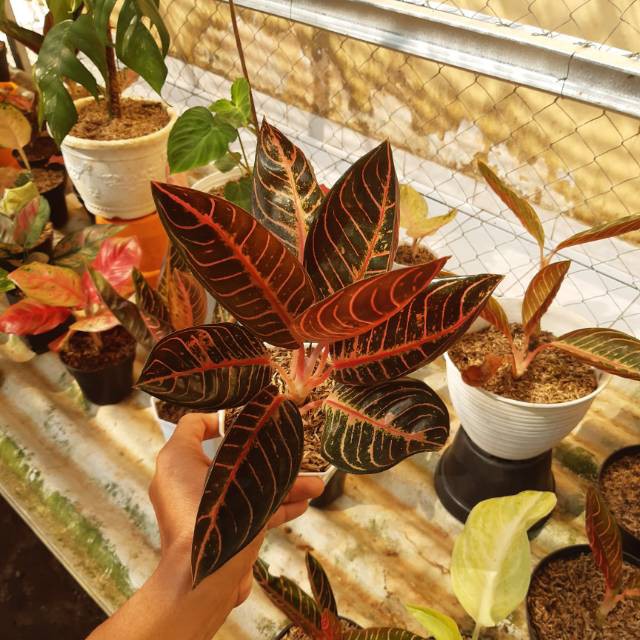 Aglonema red Sumatra aglo
