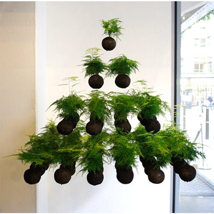 

Mossball - Plumosa Fern Asparagus Plumosus Tanaman Hias Pakis