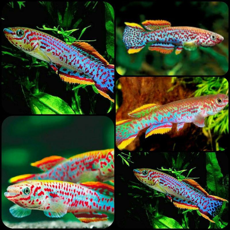 ikan killifish gardneri untuk aquarium dan aquascape
