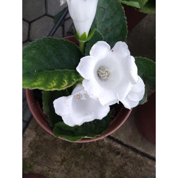 Tanaman Bunga Gloxinia Berbunga rimbun dan sehat