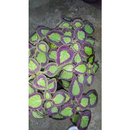 Tanaman hias miana premium bolu pandan berakar