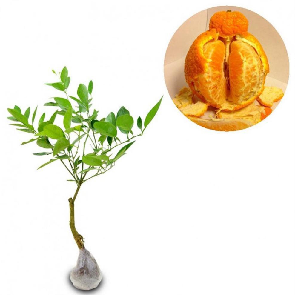 H2O Bibit Buah Jeruk Dekopon - Tinggi 50Cm Product €