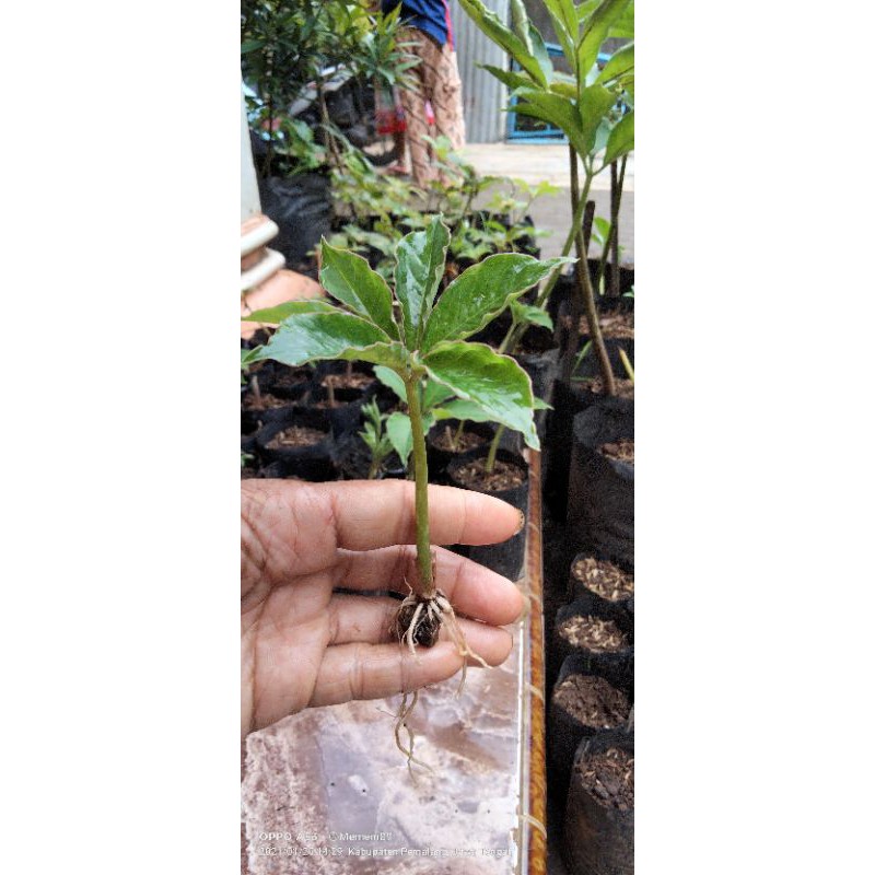 Bibit Porang dari umbi dan katak