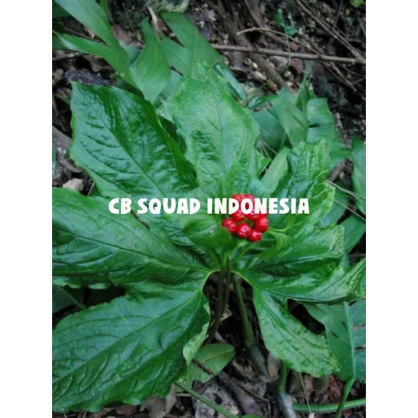 tanaman bunga Tacca palmata blume /Gadung tikus termurah
