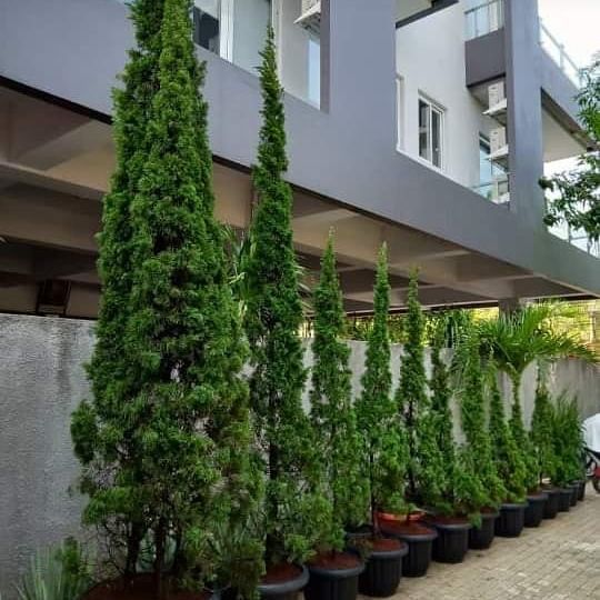 Tanaman hias cemara lilin tretes - cemara lilin 1 meter