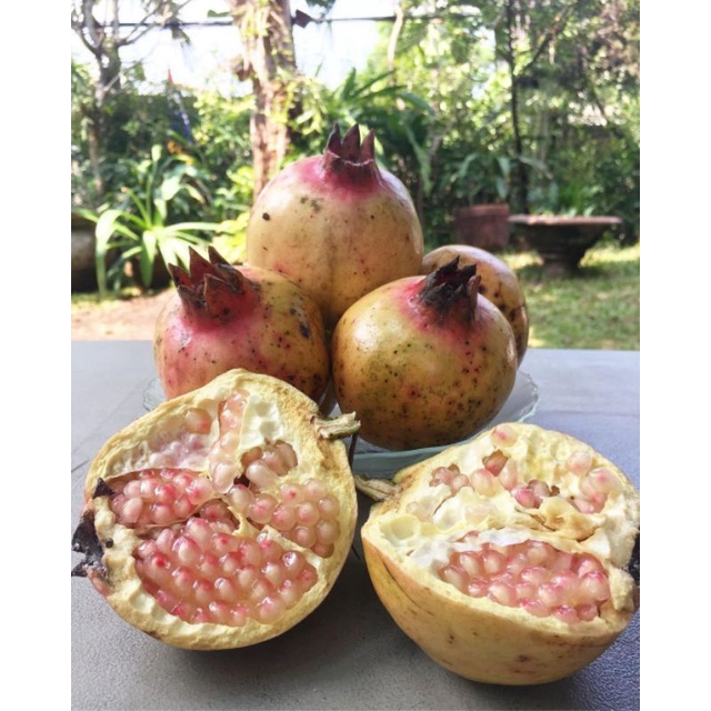 

Buah Delima Putih organik fresh 1 Buah