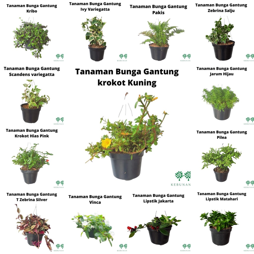 Tanaman Hias Bunga Gantung Varian/Tanaman Bunga Gantung Murah